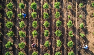 Industry stakeholders call for governmental support to strengthen voluntary carbon markets