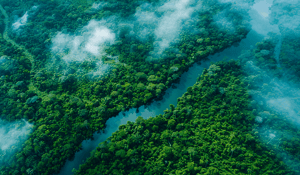 Treefera's AI innovation attracts $12M for carbon offsetting clarity