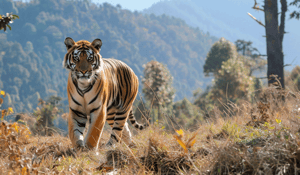 Securing the future of tigers: Bhutan's billion-dollar conservation pledge