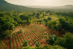 Africa’s Carbon Market: A $1.5 Trillion Opportunity by 2050