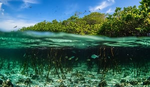 Blue Carbon—Unlocking the Potential of Coastal Ecosystems