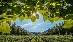 Carbon Market on the Rise: Stronger Standards, Greater Impact
