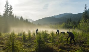 Meta en Microsoft investeren in Olympic Rainforest-project