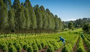Carbon credit market hits milestone with record retirements and quality uptick