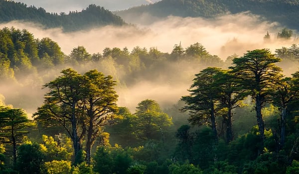 Chilean Companies Ramp Up Use of Carbon Offsets in 2024