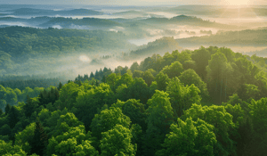 Germany's new biodiversity credits push forward conservation efforts