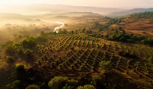 Microsoft Backs Major Afforestation Project in India with 1.5M Carbon Credit Deal