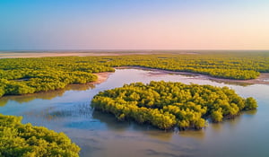 Microsoft Secures 18M Carbon Credits in Long-Term Deal