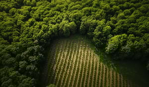 Microsoft deepens forest carbon commitment in new multi-million credit deal