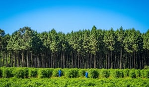 Record-Breaking Carbon Credit Retirements Signal Market Shift Toward Quality and Compliance