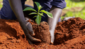 DGB Group develops high-quality agroforestry carbon projects in Africa