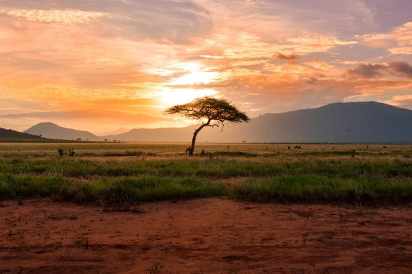 Het Kasigau Corridor REDD+ Project in Kenya