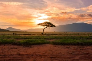 Africa Emerges as a Key Player in $900B Global Carbon Credit Economy