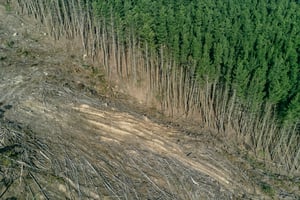 How Carbon Units Combat Deforestation: Safeguarding Our Forests for the Future