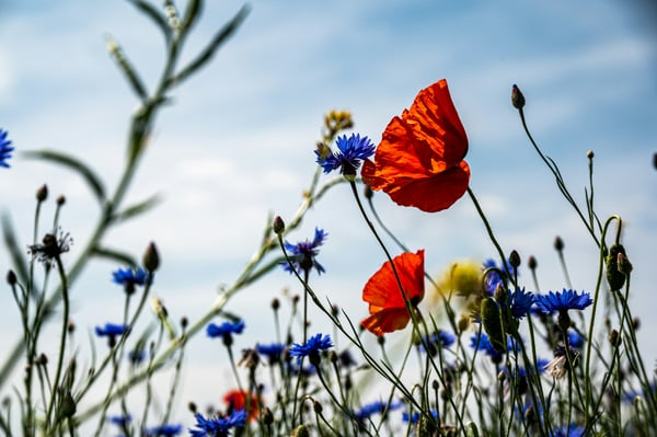 Steun voor biodiversiteitsprojecten toont nieuwe prioriteiten aandeelhouders