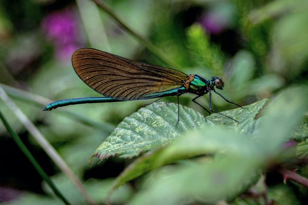 Revolutionizing Carbon Credits: Transparency and Biodiversity in Focus