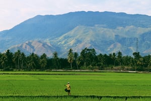 Launch of the Rice Sustainability Hub: A Leap Towards Green Rice Production in Vietnam