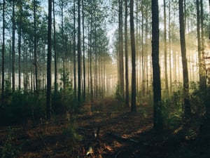 GreenTrees Unveils Innovative Platform to Boost Global Reforestation Efforts