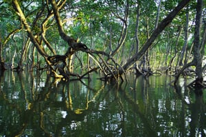 Grosvenor to Pay $50 per Ton for Carbon Credits from Ghana Mangrove Project