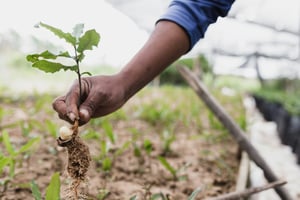 Hoogwaardige bebossingsprojecten komen aan top op de CO₂-certificatenmarkt