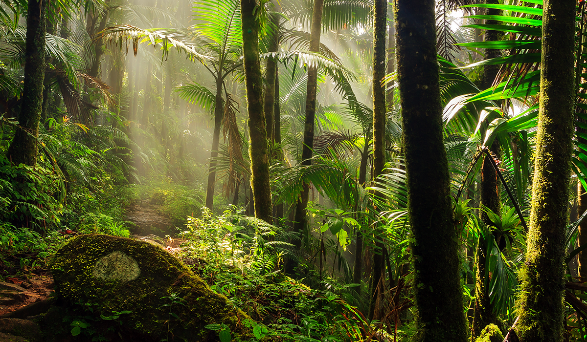 Why are tropical rainforests important?